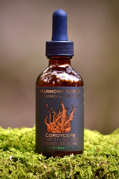 Cordyceps Tincture