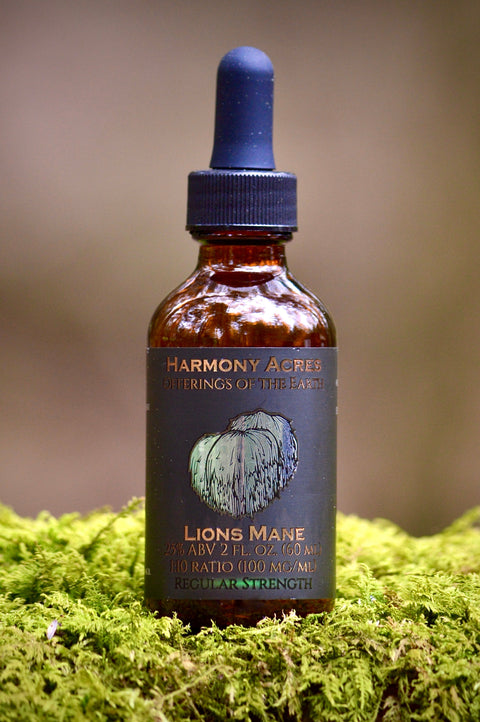 Lion's Mane Tincture