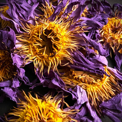 Blue Lotus tincture