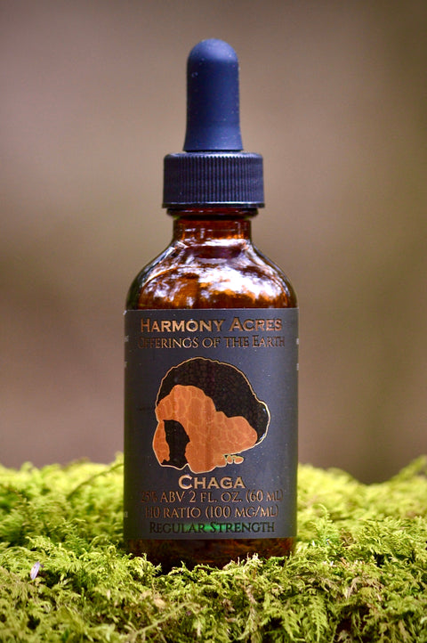 Wild Chaga Tincture