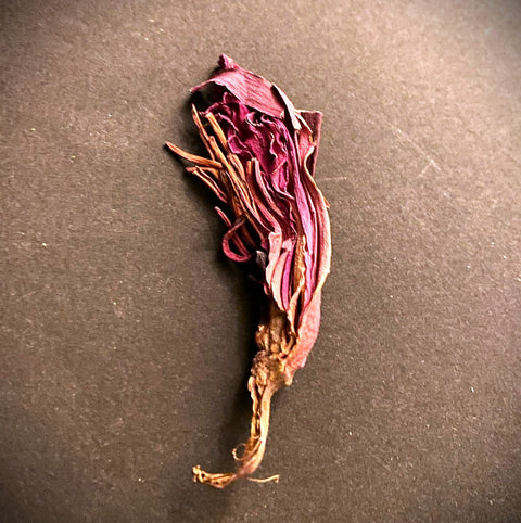 Red Lotus flowers bulk