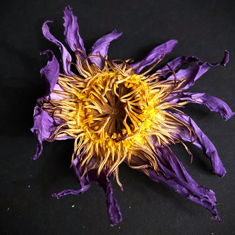 Blue Lotus tincture