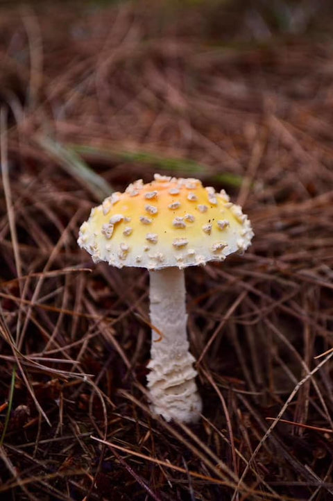 Why I Started Working with Amanita Muscaria