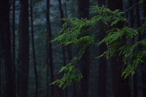 🌲Winter Wisdom, 🎁Giveaways & 🍄Pantherina Restocked