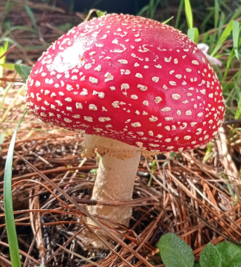 Amanita muscaria: From Myth to Medicine - Good Medicine Confluence 2025 in Ghost Ranch, NM