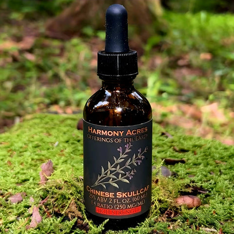 Chinese Skullcap: This Week's New Tincture