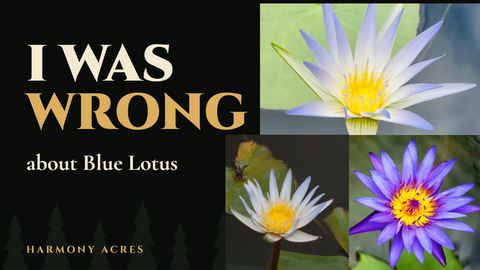 I was wrong about Blue Lotus: A comparison of the three most sold lotus varieties on the market