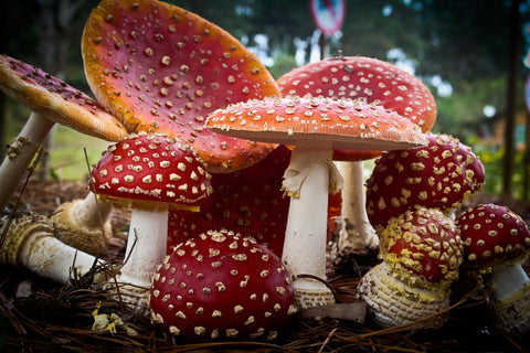 Amanita muscaria fly agaric mushroom on forest grass, red cap with white spots, wild European specimen