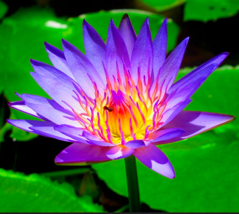 All Things Lotus
