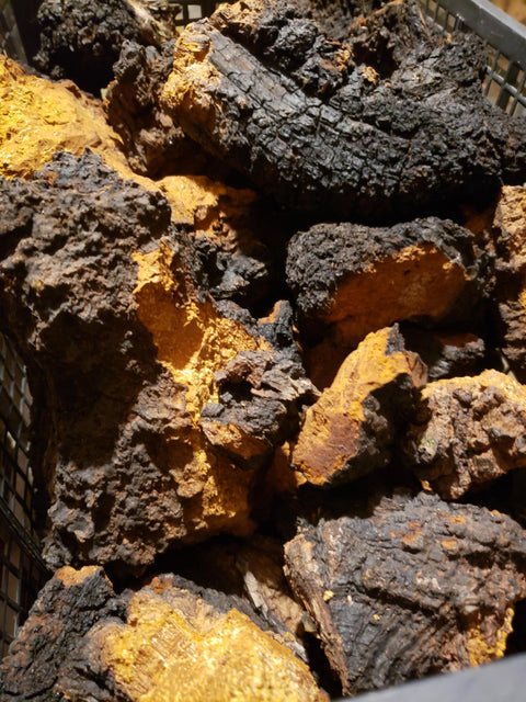 1 kilo bag of Pennsylvania wild chaga chunks