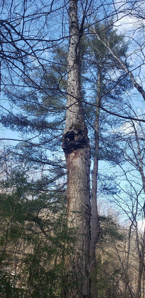 a very tall birch tree with a hard to reach chaga