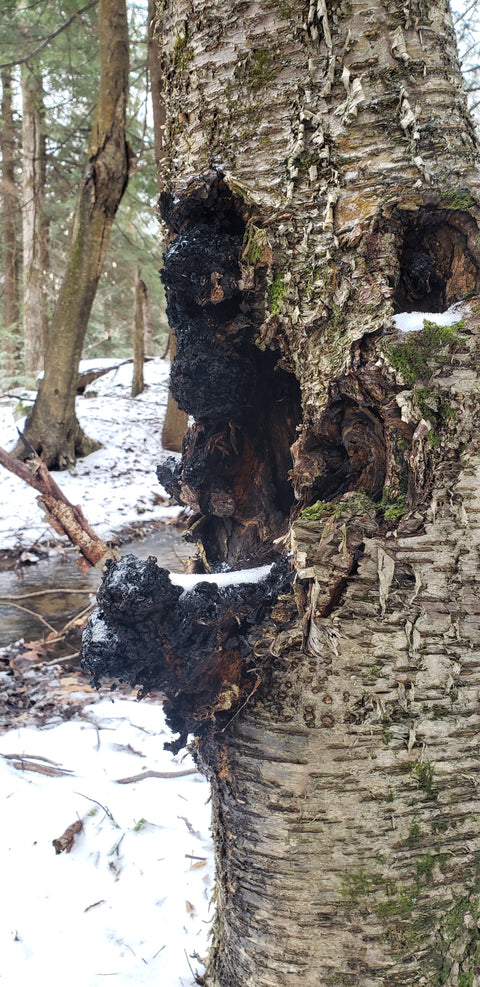 A close-up of a birch tree trunk with large, dark, fungal chaga growth set in a snowy forest environment.