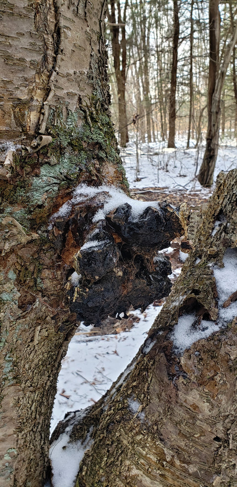 A close-up of a dark, textured chaga on the trunk of a birch tree, with snow and a winter forest background.