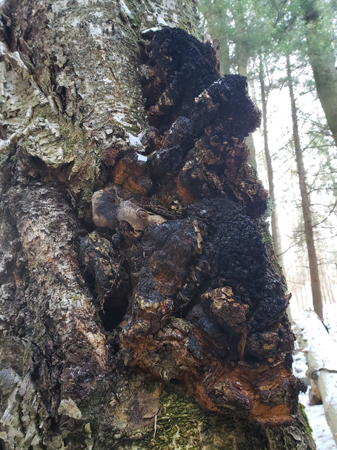 chaga growing on a birch tree looking particularly wild and gnarly