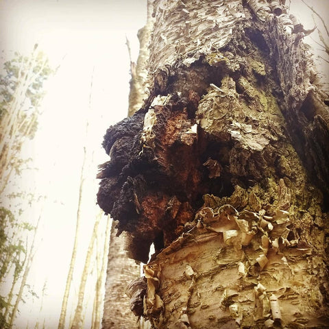 chaga on a birch tree in a forest
