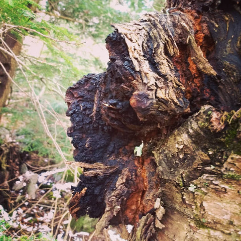 chaga on a birch tree