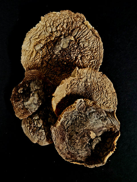 amanita pantherina, magic mushroom, psychoactive.