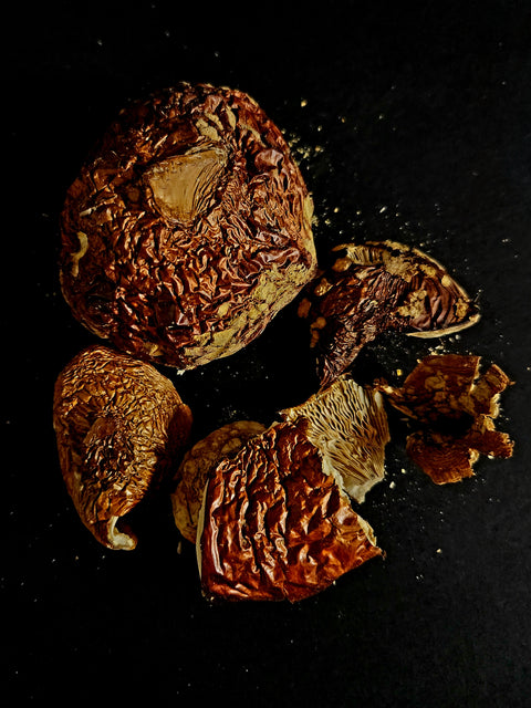 Amanita regalis caps, dried- European origin 1 oz