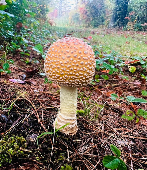 Yellow Fly Agaric tincture 1:4