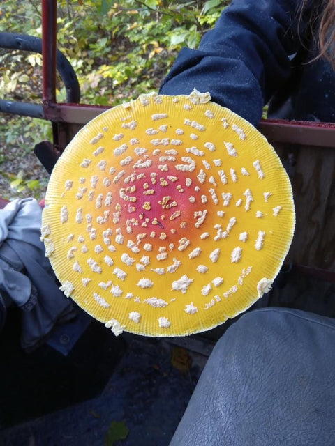 Yellow Fly Agaric tincture 1:4