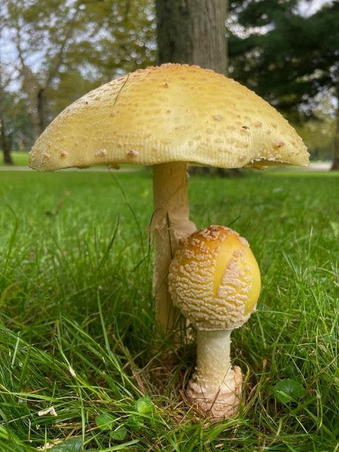 Yellow Fly Agaric tincture 1:4