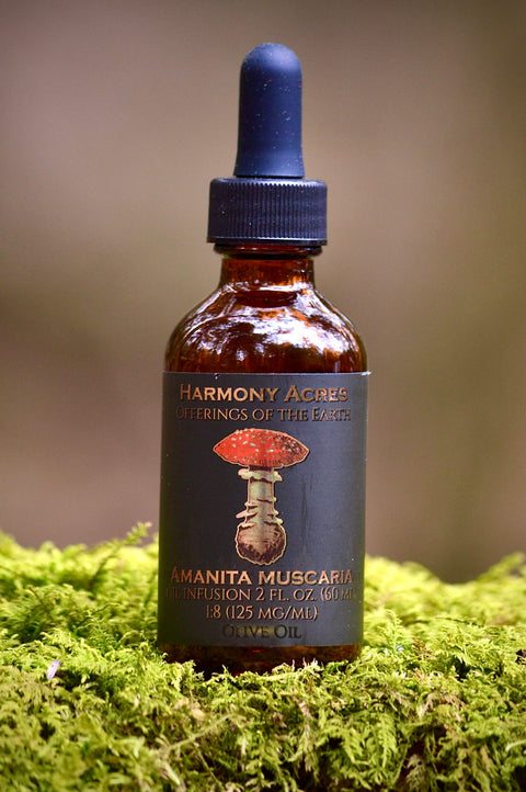 Organic Amanita Muscaria Olive Oil Infusion
