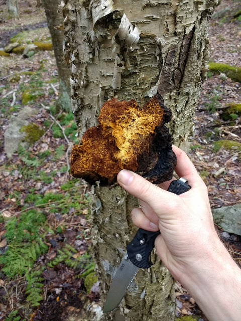A hand holding a black-handled folding knife in front of a birch tree trunk in a forest, with a large brown and black chaga fungus growing on the tree.