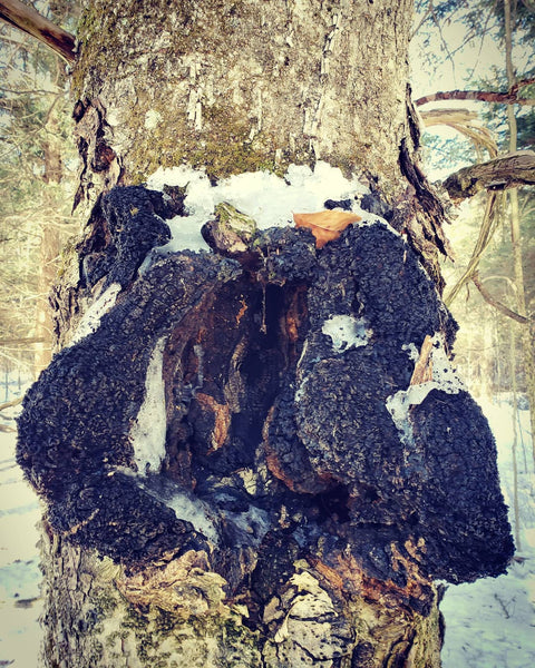 we called this the chaga-gina or chagussy it is chaga that has a particularly interesting shape