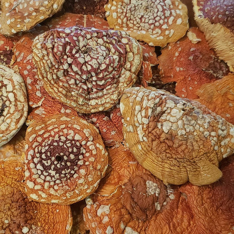 Grade A: Amanita Muscaria caps, dried- European origin