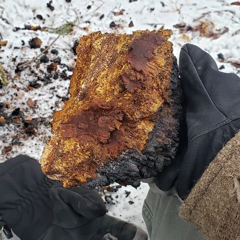 wild chaga hand harvestd in pennsylvania