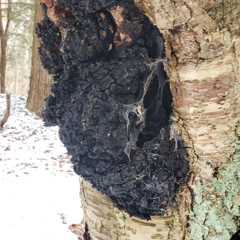 A close-up outdoor photo of a large, rough, black fungal chaga attached to a birch tree trunk, with snow visible in the background forest.