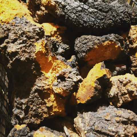 Dried chaga chunks in perforated basket for drying