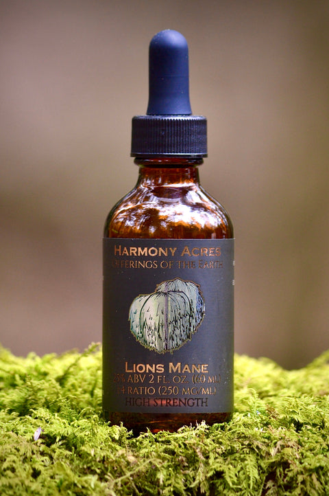 Lion's Mane Tincture