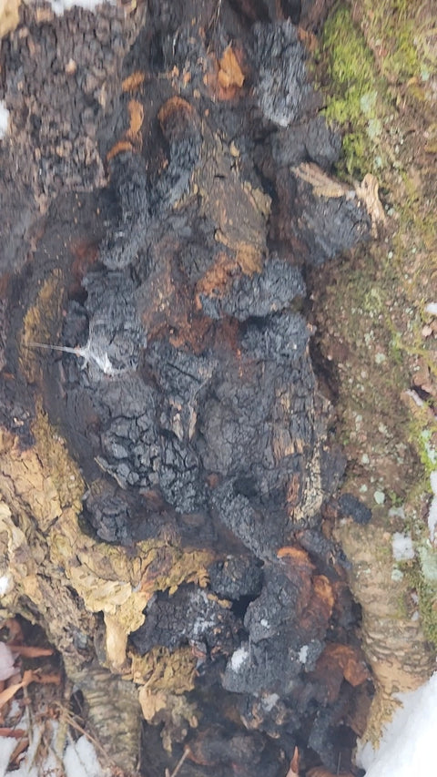 close up of chaga growing on a birch tree with snow in background