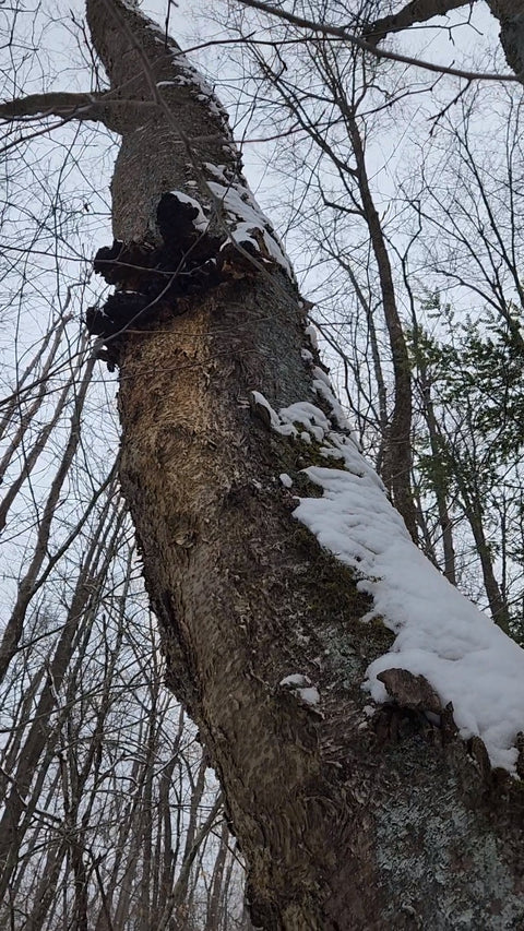 A large tree trunk with patches of snow and dark brown chaga, photographed in a winter forest with bare branches and evergreen trees in the background.