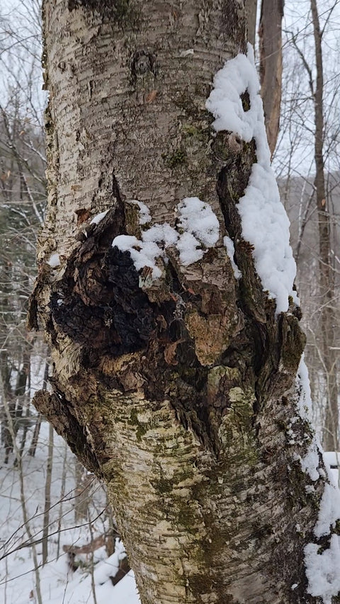 Close-up of a birch tree trunk with textured gray and brown chaga, patches of snow on the sides, and a forest background in winter.