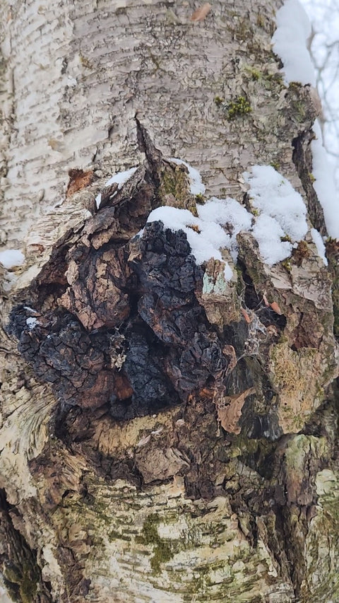 Close-up of a birch tree trunk with textured white bark, patches of snow, and a large dark brown chaga