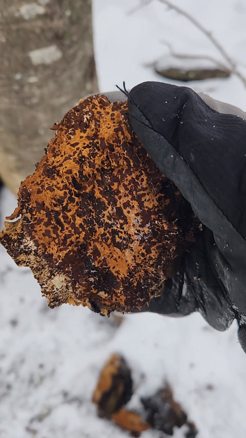A close-up of a black gloved hand holding a large, irregularly shaped piece of orange and dark brown porous, sponge-like chaga fungus, against a snowy outdoor background.