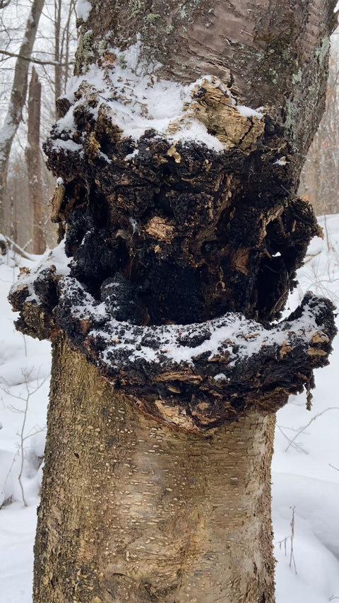 A close-up of a large, textured chaga dark brown and black outer layers and patches of white snow, growing on a birch tree trunk in a snowy outdoor forest setting.
