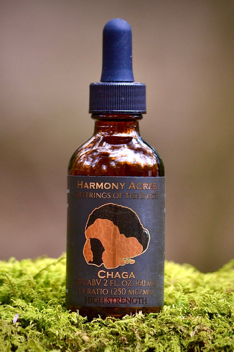Wild Chaga Tincture