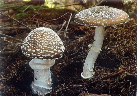 amanita pantherina amanita muscaria magic mushroom psychedelic