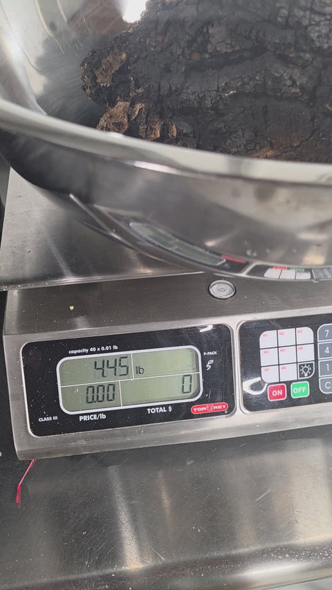chaga chunks being weighed out in a metal bowl on a scale in a lab