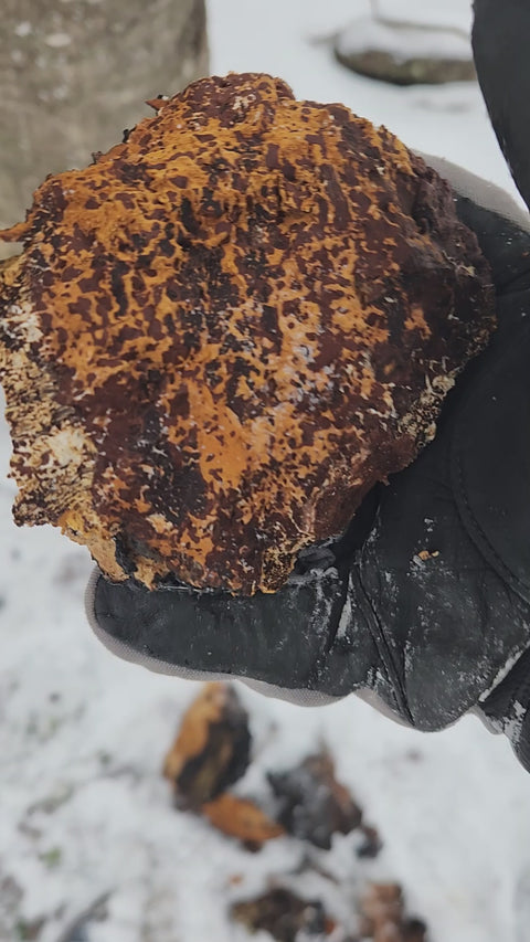 close up of the inside part of a fresh chaga harvested in the winter